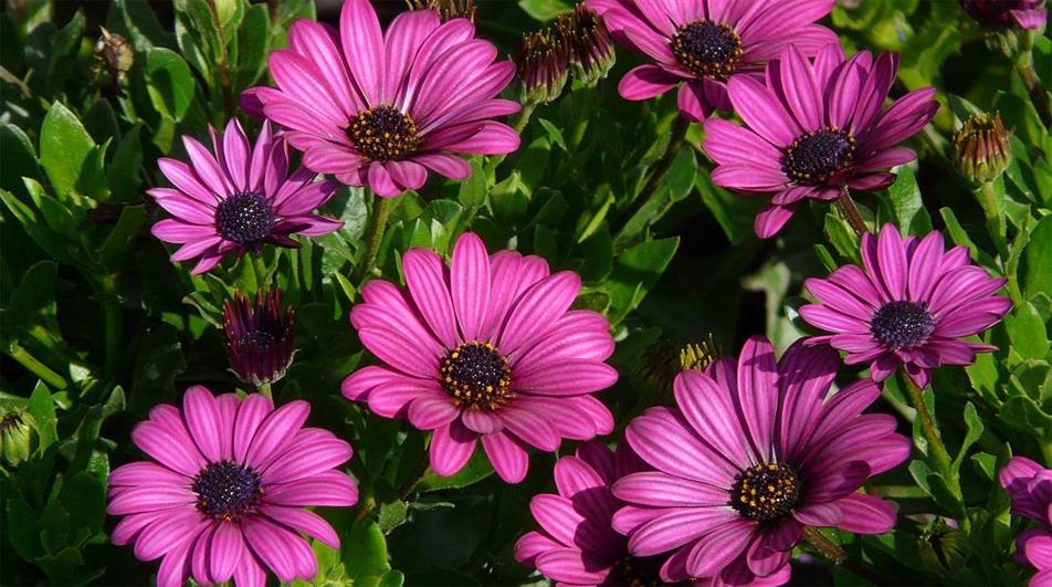 Osteospermum